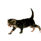 cat